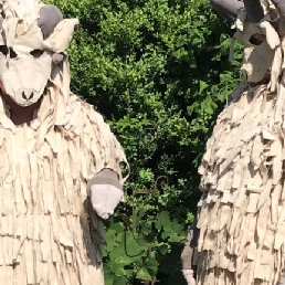 Olly en Cody, twee vrolijke schapen