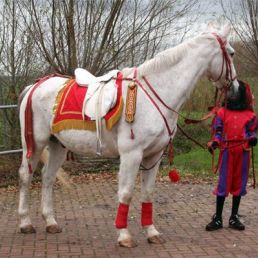 Schimmel: Paard van Sinterklaas