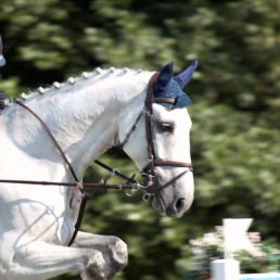 Paardenshow