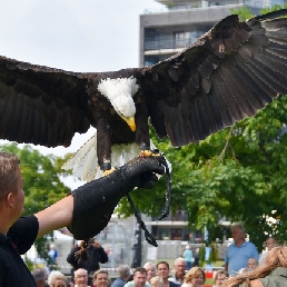 Event show Enschede  (NL) Roofvogeldemonstratie
