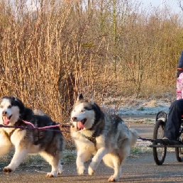 Sledehonden workshop