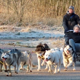 Sledehonden workshop