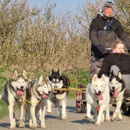 Sports/games Nieuwerkerk aan den IJssel  (NL) Private sled dog cart ride & hike