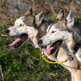 Private sled dog cart ride & hike