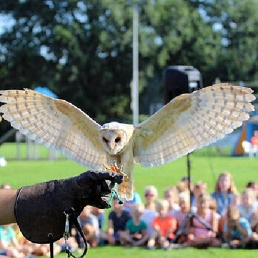 Event show Nieuwerkerk aan den IJssel  (NL) Birds of prey show/demonstration