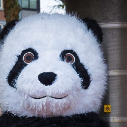Chinese Reuze Panda