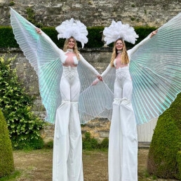 Stilt act - White wings