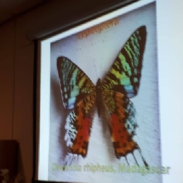 Presentator Ophemert  (NL) Lezing: Biologie van Lepidopta