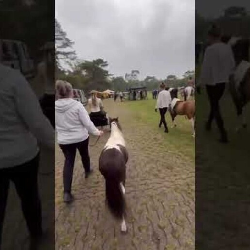 Actor Spijkerboor  (Noord Holland)(NL) 