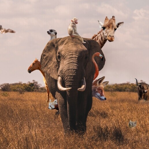 Sports/games Amstelveen  (NL) 