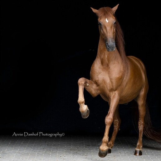 Event show Rotterdam  (NL) 